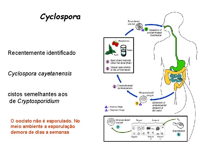 Cyclospora Recentemente identificado Cyclospora cayetanensis cistos semelhantes aos de Cryptosporidium O oocisto não é