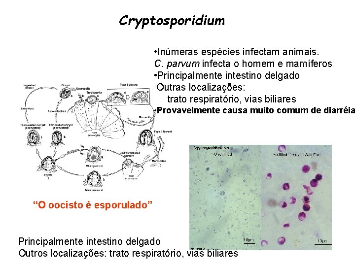 Cryptosporidium • Inúmeras espécies infectam animais. C. parvum infecta o homem e mamíferos •