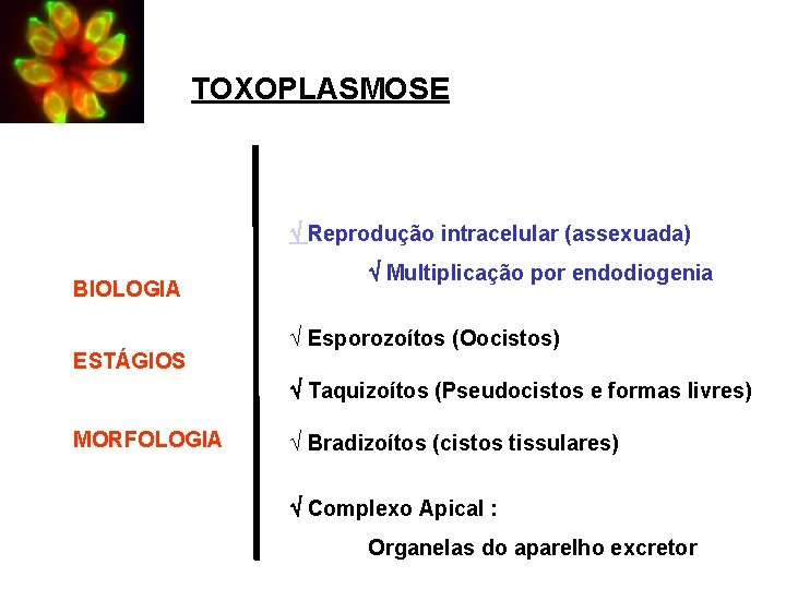 TOXOPLASMOSE Reprodução intracelular (assexuada) BIOLOGIA ESTÁGIOS Multiplicação por endodiogenia Ö Esporozoítos (Oocistos) Taquizoítos (Pseudocistos