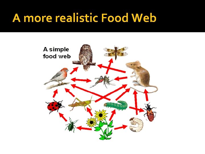 A more realistic Food Web 