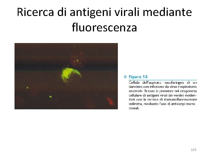 Ricerca di antigeni virali mediante fluorescenza 104 