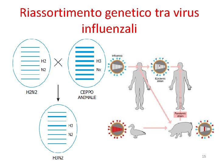 Riassortimento genetico tra virus influenzali 15 