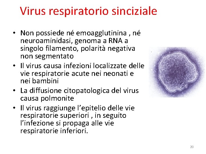 Virus respiratorio sinciziale • Non possiede né emoagglutinina , né neuroaminidasi, genoma a RNA