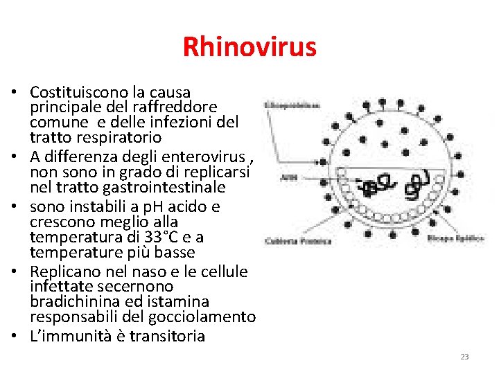 Rhinovirus • Costituiscono la causa principale del raffreddore comune e delle infezioni del tratto