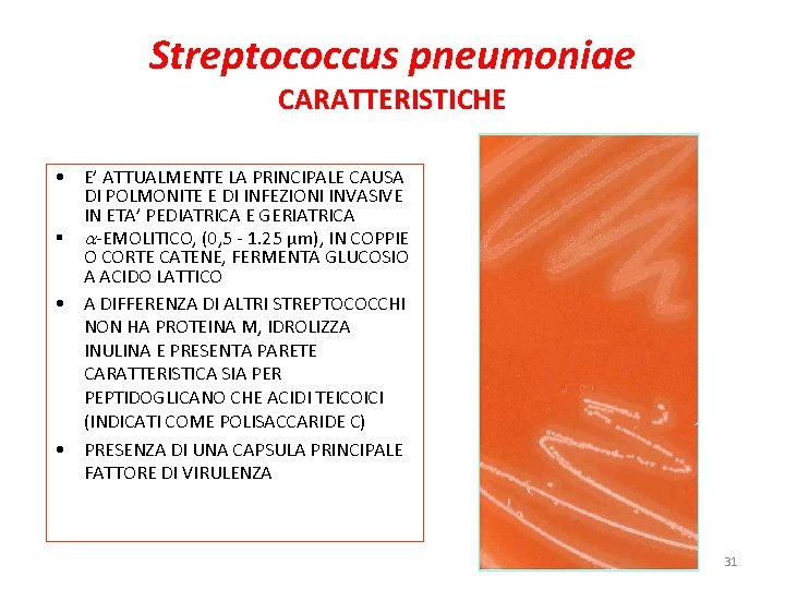 Streptococcus pneumoniae CARATTERISTICHE • E’ ATTUALMENTE LA PRINCIPALE CAUSA DI POLMONITE E DI INFEZIONI