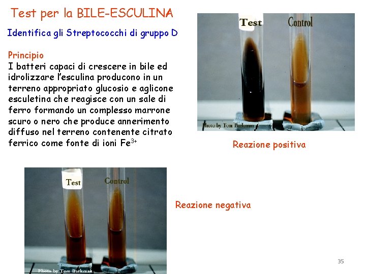 Test per la BILE-ESCULINA Identifica gli Streptococchi di gruppo D Principio I batteri capaci