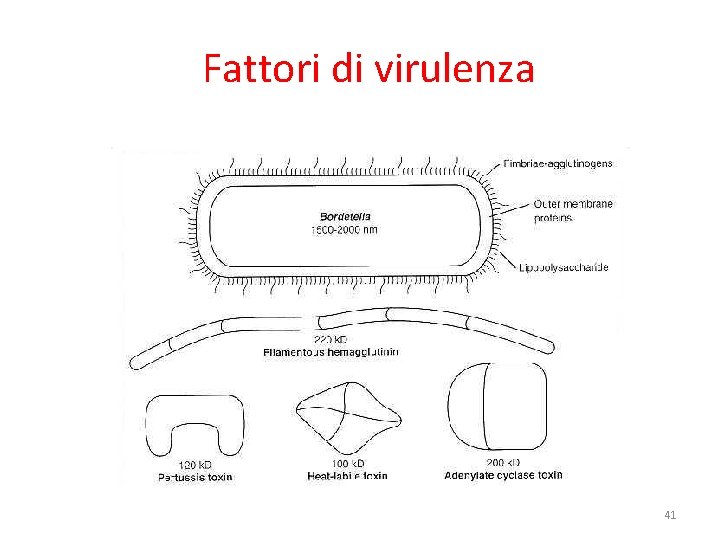 Fattori di virulenza 41 