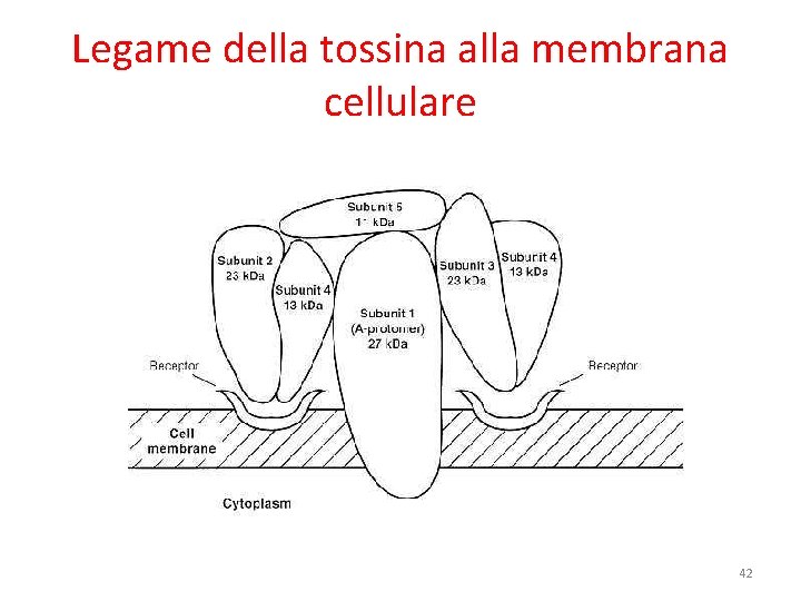 Legame della tossina alla membrana cellulare 42 