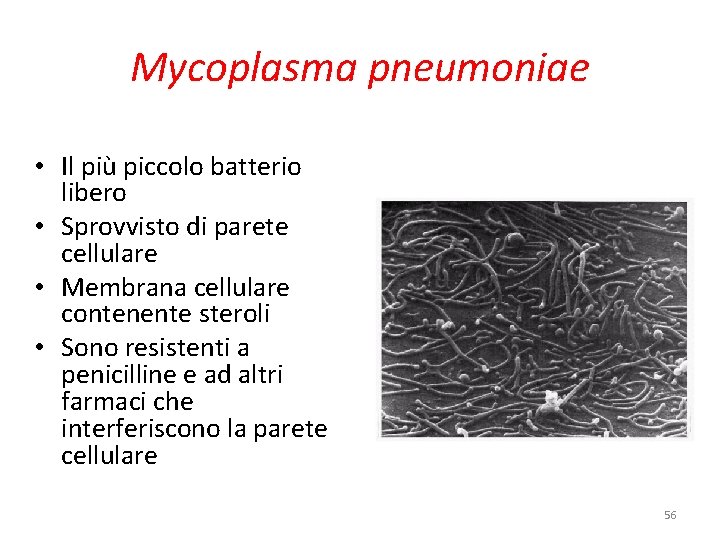 Mycoplasma pneumoniae • Il più piccolo batterio libero • Sprovvisto di parete cellulare •