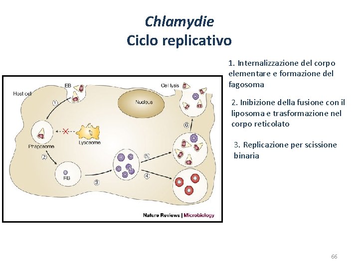 Chlamydie Ciclo replicativo 1. Internalizzazione del corpo elementare e formazione del fagosoma 2. Inibizione