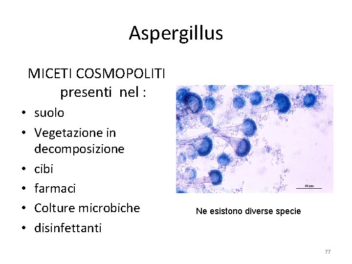 Aspergillus MICETI COSMOPOLITI presenti nel : • suolo • Vegetazione in decomposizione • cibi
