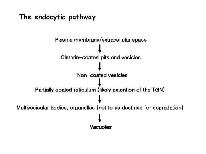 The endocytic pathway Plasma membrane/extracellular space Clathrin-coated pits and vesicles Non-coated vesicles Partially coated