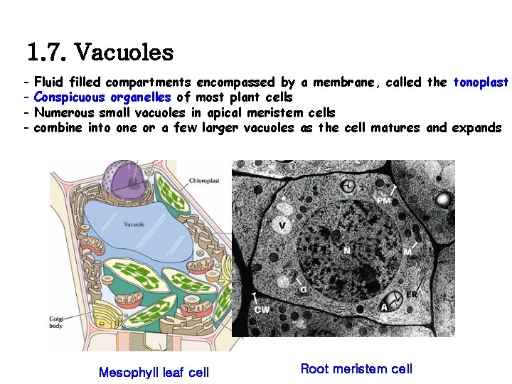 1. 7. Vacuoles - Fluid filled compartments encompassed by a membrane, called the tonoplast