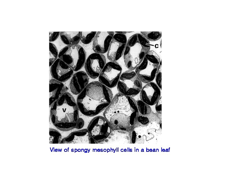View of spongy mesophyll cells in a bean leaf 