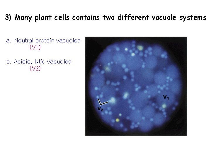 3) Many plant cells contains two different vacuole systems a. Neutral protein vacuoles (V