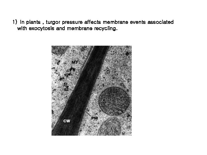 1) In plants , turgor pressure affects membrane events associated with exocytosis and membrane