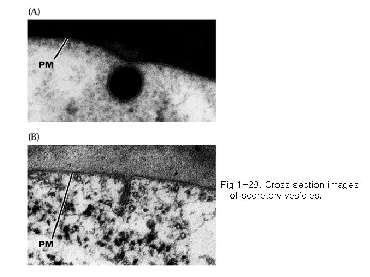 Fig 1 -29. Cross section images of secretory vesicles. 