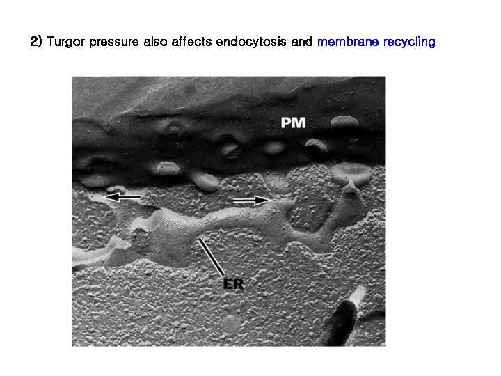 2) Turgor pressure also affects endocytosis and membrane recycling 