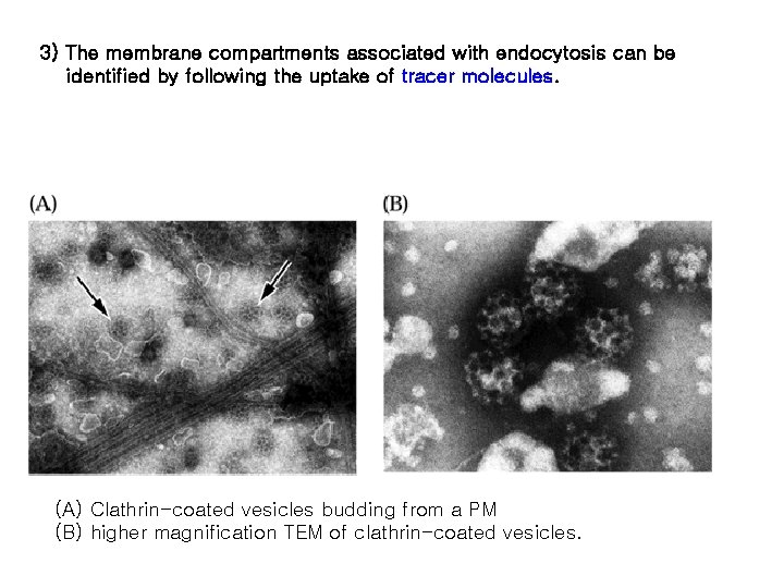 3) The membrane compartments associated with endocytosis can be identified by following the uptake