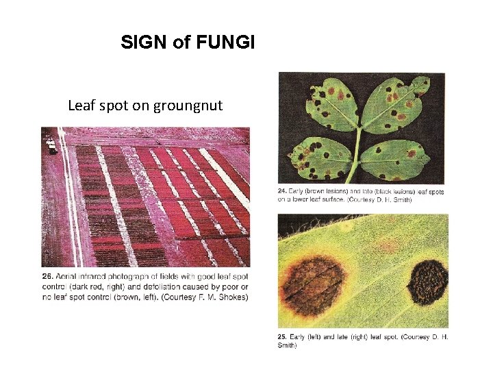 SIGN of FUNGI Leaf spot on groungnut 
