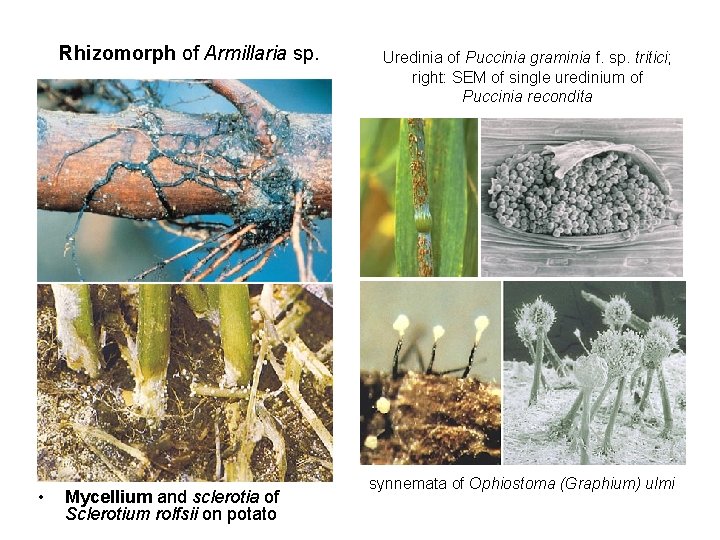 Rhizomorph of Armillaria sp. • Mycellium and sclerotia of Sclerotium rolfsii on potato Uredinia