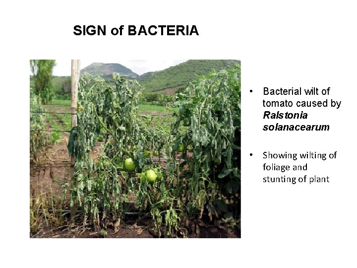 SIGN of BACTERIA • Bacterial wilt of tomato caused by Ralstonia solanacearum • Showing