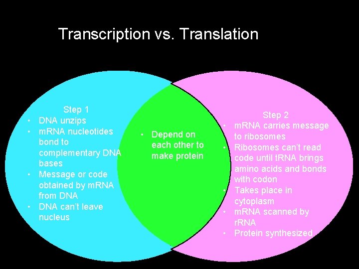 Transcription vs. Translation • • Step 1 DNA unzips m. RNA nucleotides bond to