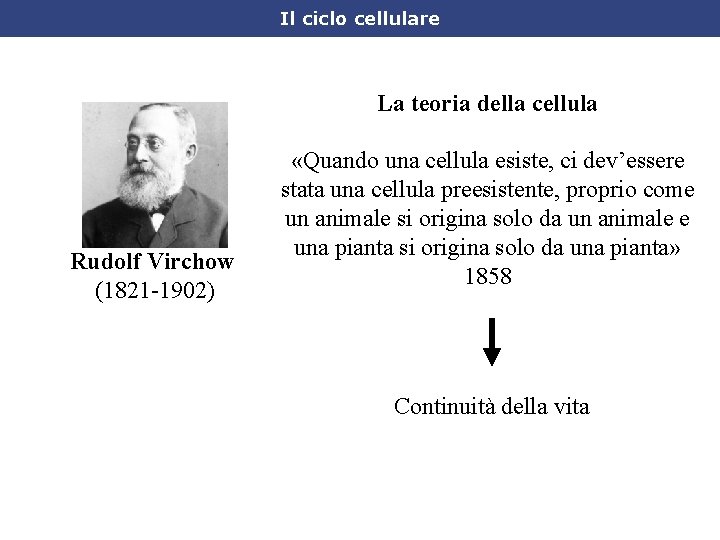 Il ciclo cellulare La teoria della cellula Rudolf Virchow (1821 -1902) «Quando una cellula