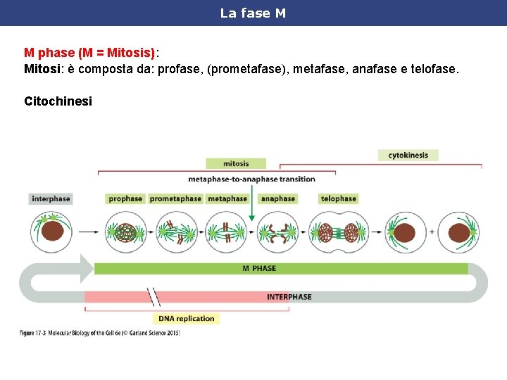 La fase M M phase (M = Mitosis): Mitosi: è composta da: profase, (prometafase),