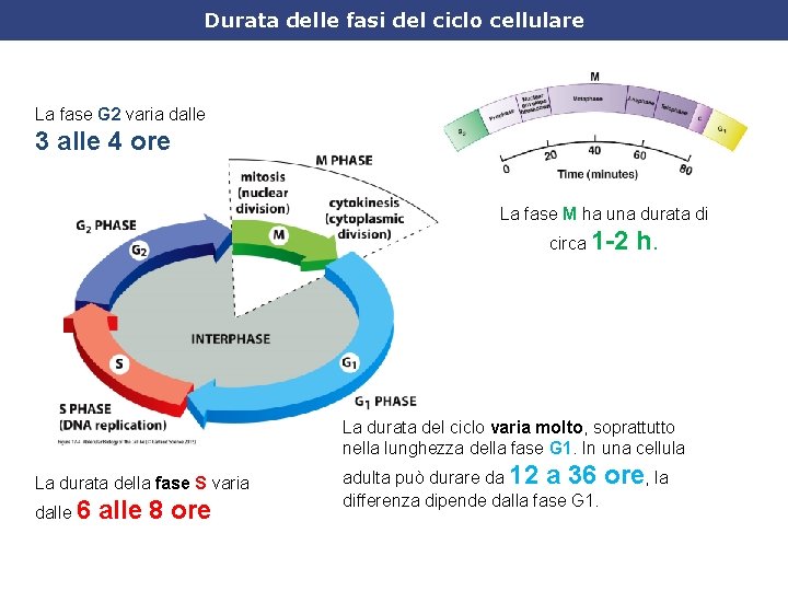 Durata delle fasi del ciclo cellulare La fase G 2 varia dalle 3 alle