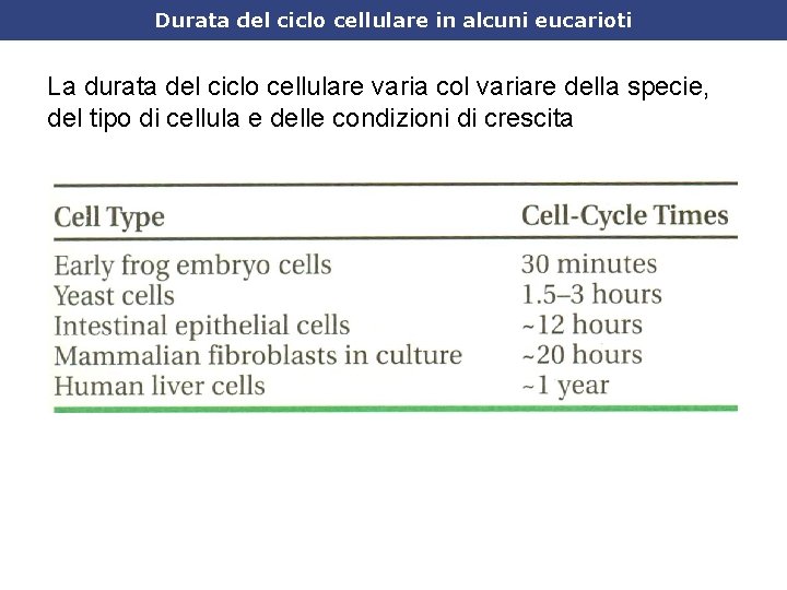 Durata del ciclo cellulare in alcuni eucarioti La durata del ciclo cellulare varia col