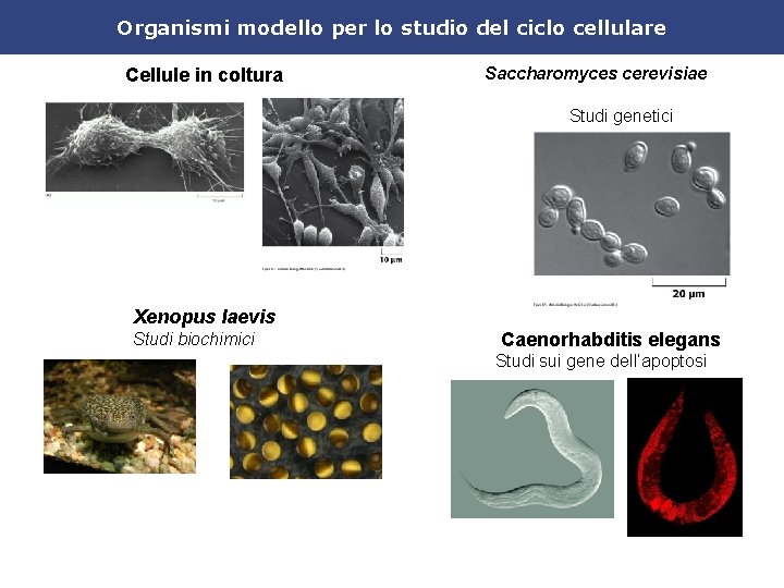 Organismi modello per lo studio del ciclo cellulare Cellule in coltura Saccharomyces cerevisiae Studi