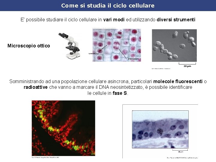 Come si studia il ciclo cellulare E’ possibile studiare il ciclo cellulare in vari