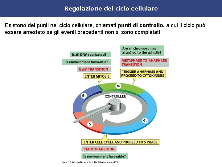 Regolazione del ciclo cellulare Esistono dei punti nel ciclo cellulare, chiamati punti di controllo,