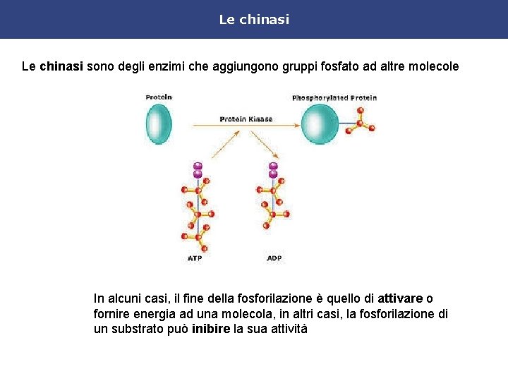 Le chinasi sono degli enzimi che aggiungono gruppi fosfato ad altre molecole In alcuni