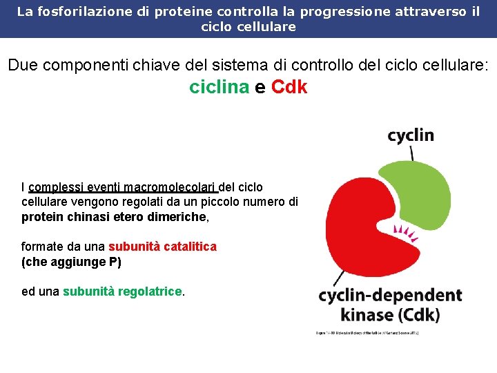 La fosforilazione di proteine controlla la progressione attraverso il ciclo cellulare Due componenti chiave
