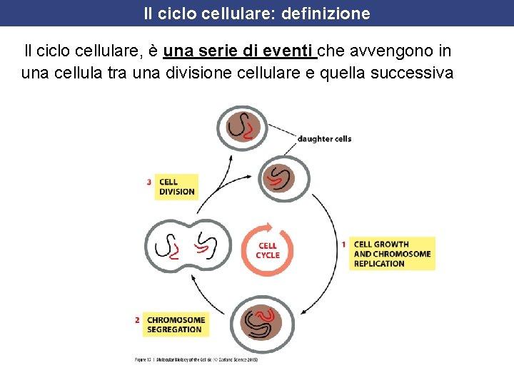 Il ciclo cellulare: definizione ll ciclo cellulare, è una serie di eventi che avvengono