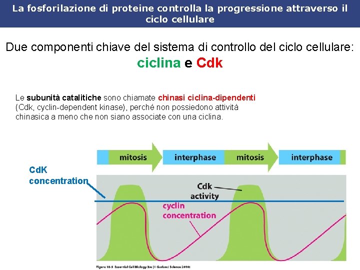La fosforilazione di proteine controlla la progressione attraverso il ciclo cellulare Due componenti chiave