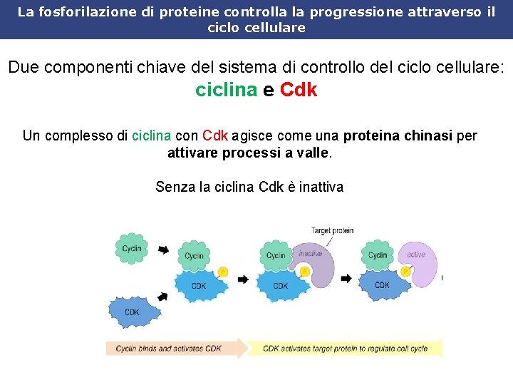 La fosforilazione di proteine controlla la progressione attraverso il ciclo cellulare Due componenti chiave