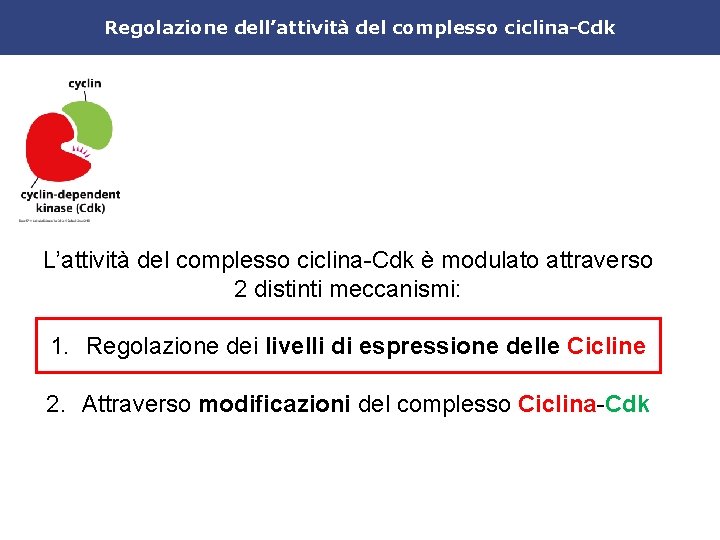Regolazione dell’attività del complesso ciclina-Cdk L’attività del complesso ciclina-Cdk è modulato attraverso 2 distinti