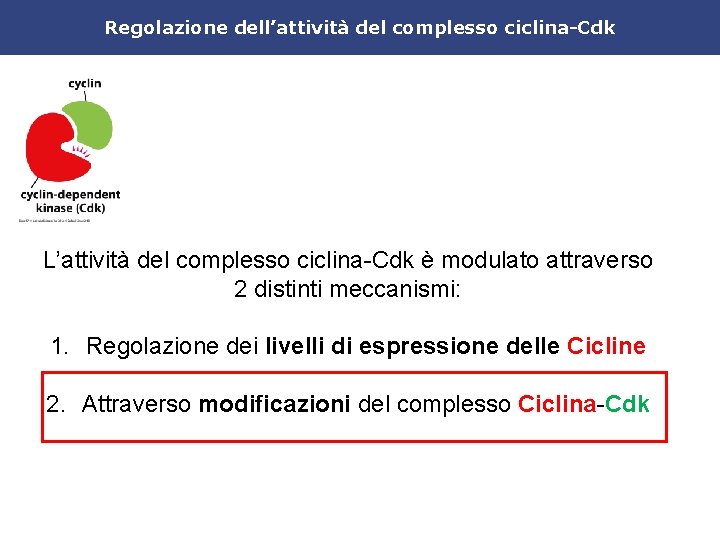 Regolazione dell’attività del complesso ciclina-Cdk L’attività del complesso ciclina-Cdk è modulato attraverso 2 distinti