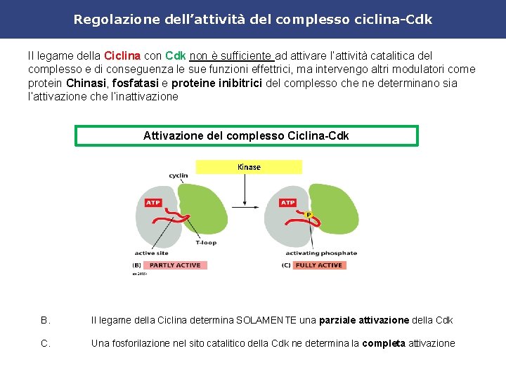 Regolazione dell’attività del complesso ciclina-Cdk Il legame della Ciclina con Cdk non è sufficiente