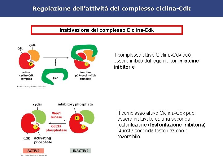 Regolazione dell’attività del complesso ciclina-Cdk Inattivazione del complesso Ciclina-Cdk Il complesso attivo Ciclina-Cdk può