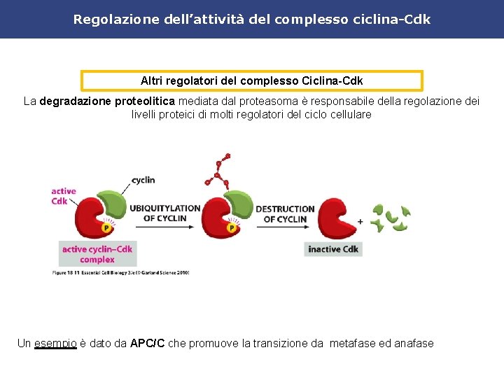 Regolazione dell’attività del complesso ciclina-Cdk Altri regolatori del complesso Ciclina-Cdk La degradazione proteolitica mediata