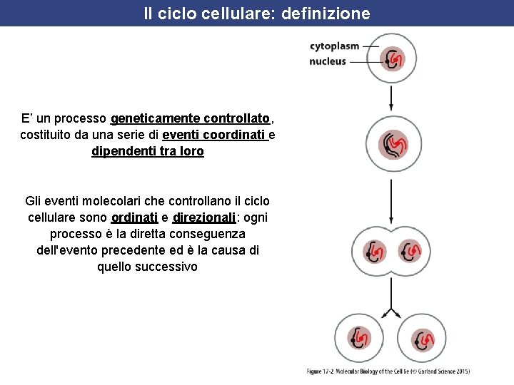 Il ciclo cellulare: definizione E’ un processo geneticamente controllato, costituito da una serie di
