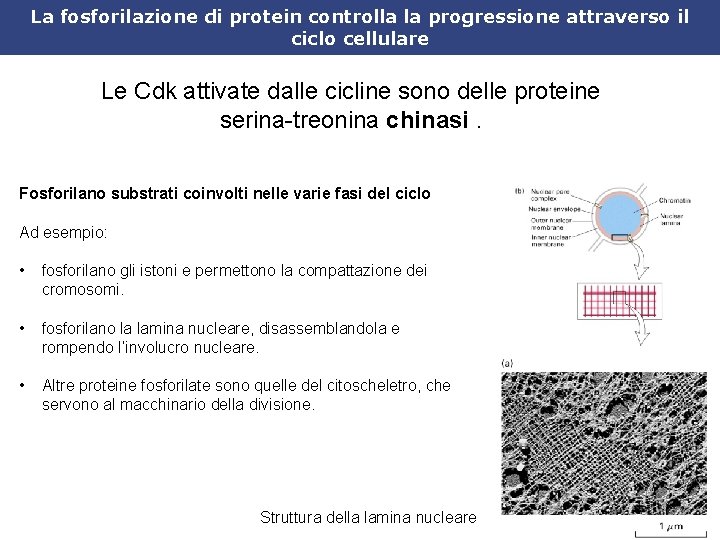 La fosforilazione di protein controlla la progressione attraverso il ciclo cellulare Le Cdk attivate