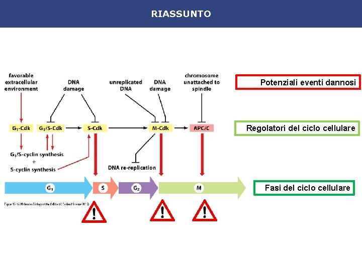 RIASSUNTO Potenziali eventi dannosi Regolatori del ciclo cellulare Fasi del ciclo cellulare 