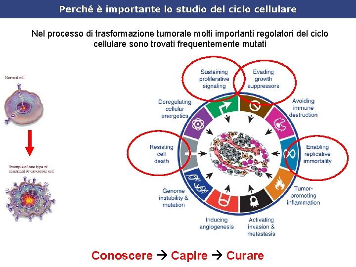 Perché è importante lo studio del ciclo cellulare Nel processo di trasformazione tumorale molti