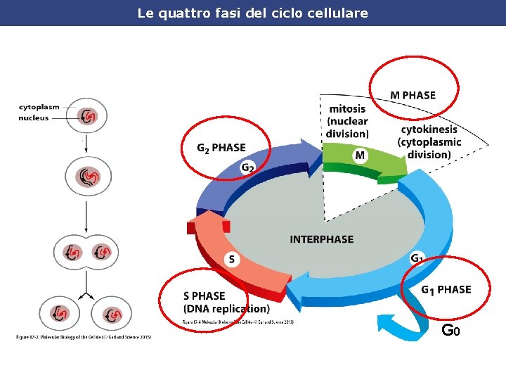 Le quattro fasi del ciclo cellulare G 0 