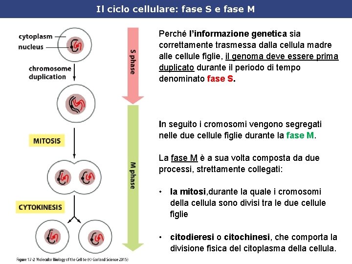 Il ciclo cellulare: fase S e fase M Perché l’informazione genetica sia correttamente trasmessa